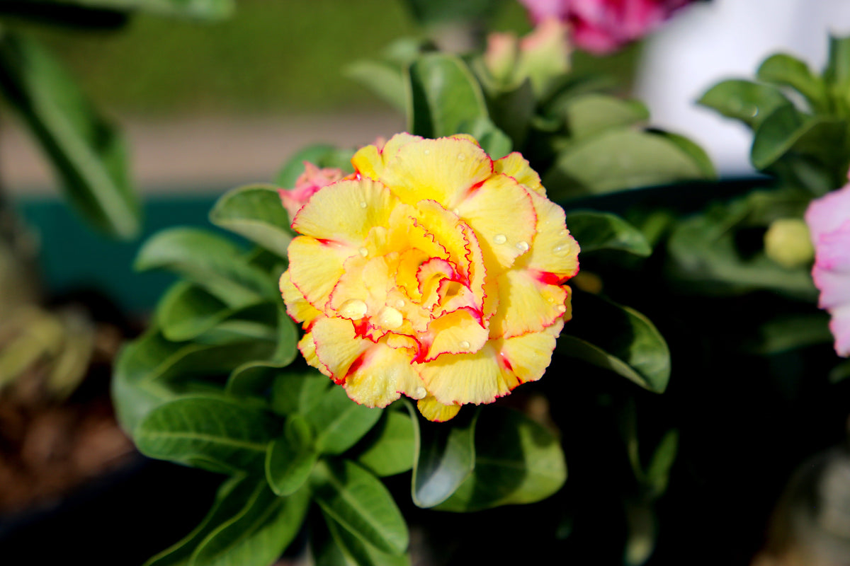 Mixed Desert Rose / Adenium Obesum African Houseplant Flower Seeds – photo 12