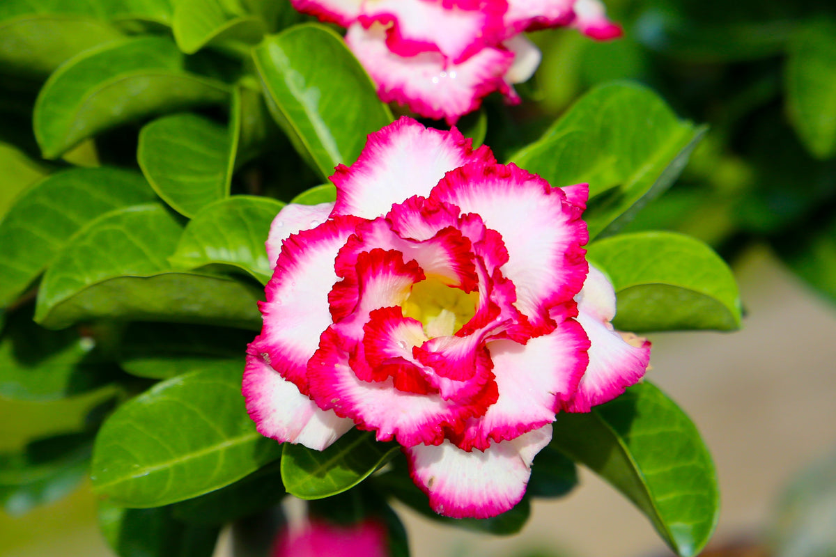 Mixed Desert Rose / Adenium Obesum African Houseplant Flower Seeds – photo 2