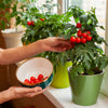 30 Dwarf Cherry TOMATO TINY TIM Solanum Lycoperscium Red Fruit Seeds