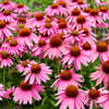 50 PINK BABY CONEFLOWER Echinacea Pallida Flower Seeds