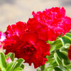 Mixed Desert Rose / Adenium Obesum African Houseplant Flower Seeds – photo 3