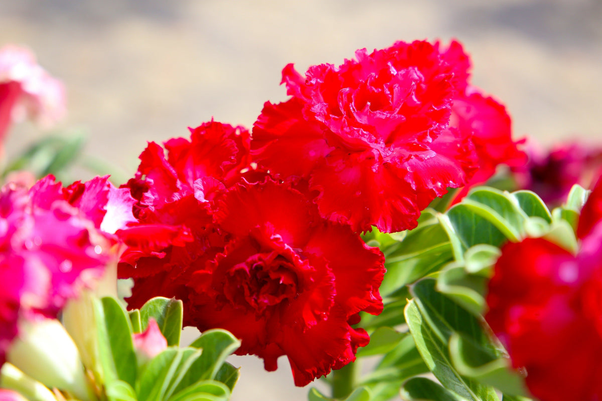 Mixed Desert Rose / Adenium Obesum African Houseplant Flower Seeds – photo 3