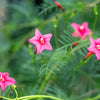 Cypress Vine Mix Seeds – Ipomoea Quamoclit Convolvulus Hummingbird Star Morning Glory Cardinal Creeper Flower – photo 9