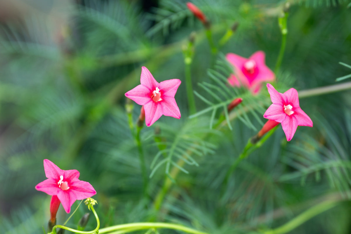 Cypress Vine Mix Seeds – Ipomoea Quamoclit Convolvulus Hummingbird Star Morning Glory Cardinal Creeper Flower – photo 9