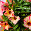 Mixed Desert Rose / Adenium Obesum African Houseplant Flower Seeds – photo 4