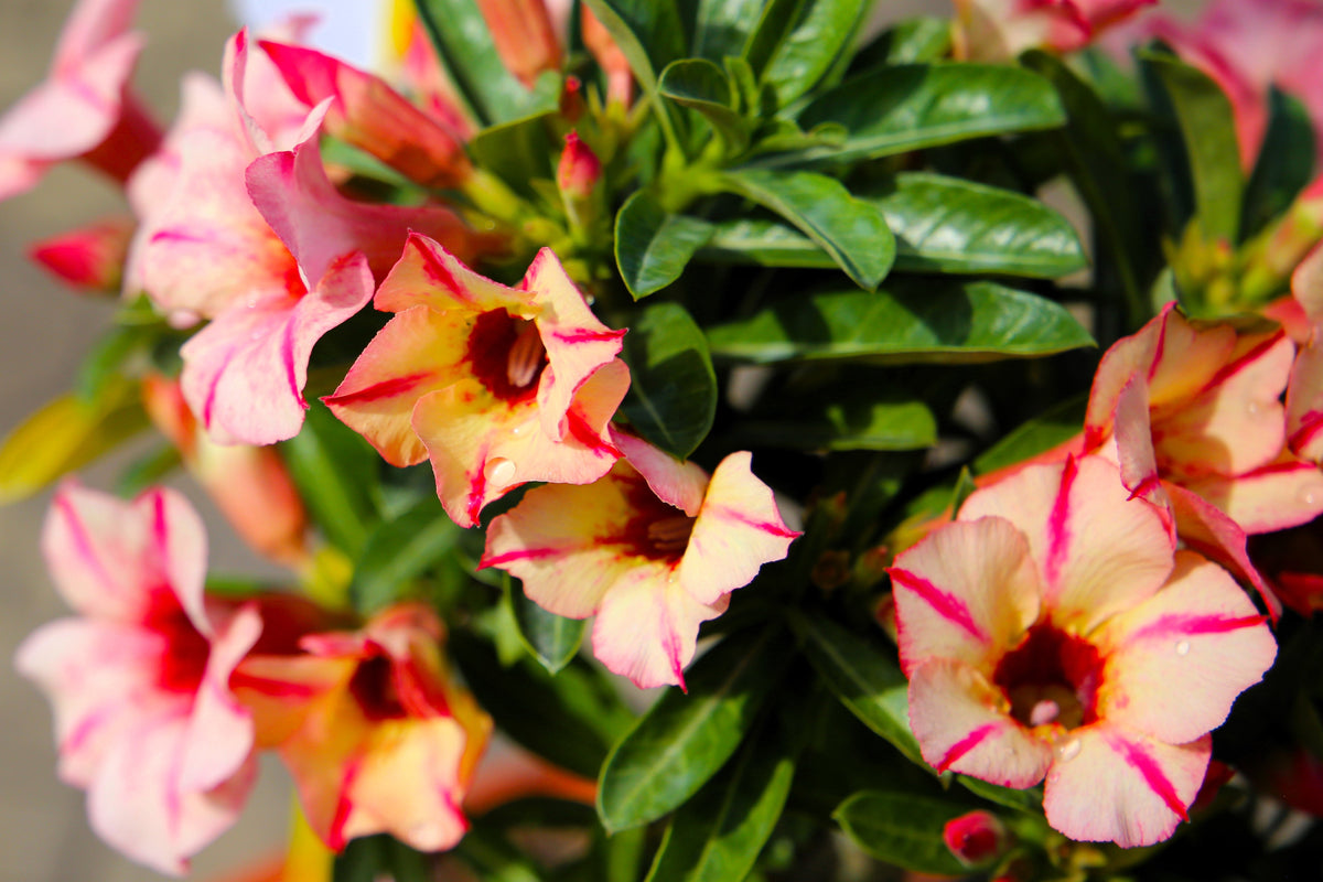 Mixed Desert Rose / Adenium Obesum African Houseplant Flower Seeds – photo 4