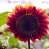 Autumn Beauty Sunflower Seeds – Helianthus Annuus Flower – photo 10