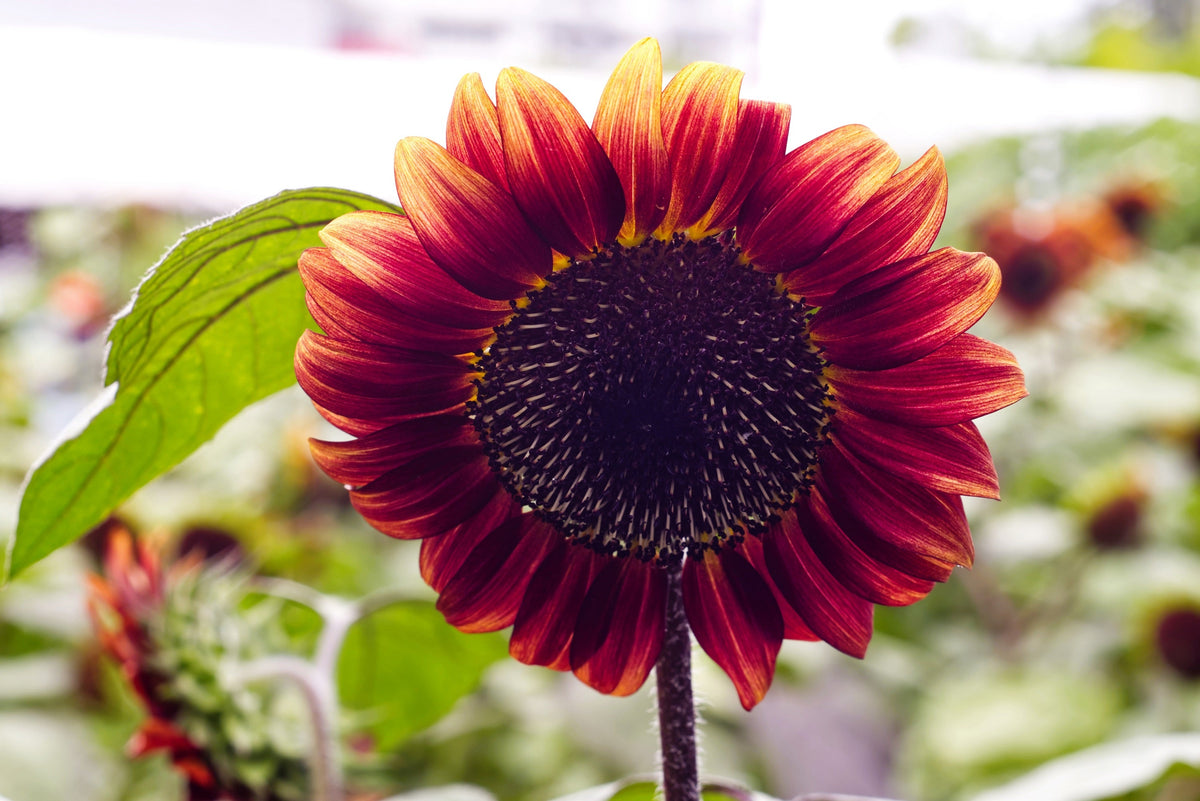 Autumn Beauty Sunflower Seeds – Helianthus Annuus Flower – photo 10