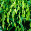 River Oats Seeds – (Northern Sea Oats / Inland Oats) Ornamental Uniola Latifolia Grass – photo 4