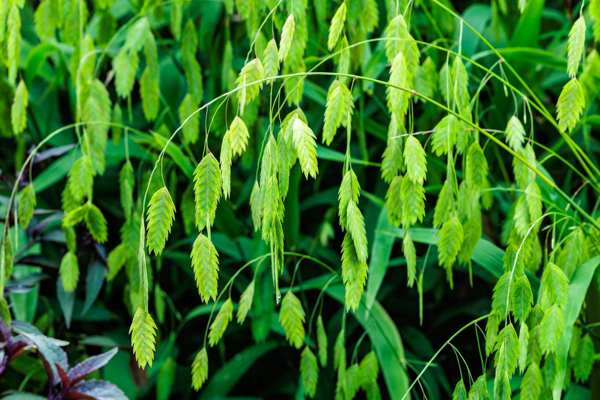 River Oats Seeds – (Northern Sea Oats / Inland Oats) Ornamental Uniola Latifolia Grass – photo 4