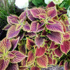Mixed Colors Coleus Rainbow Mix Seeds – Shade Houseplant Solenostemon Flower – photo 15
