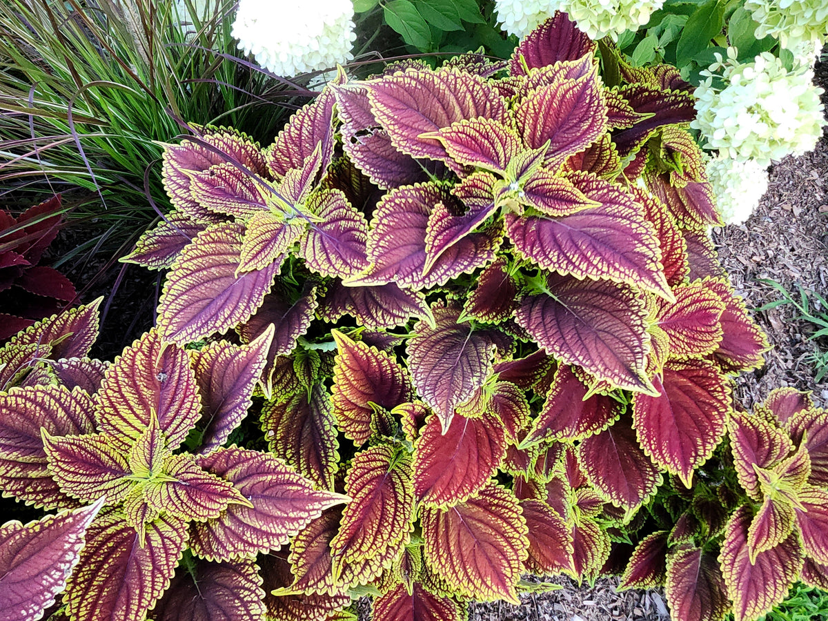 Mixed Colors Coleus Rainbow Mix Seeds – Shade Houseplant Solenostemon Flower – photo 15