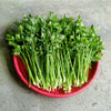 Cutting Leaf Celery Seeds – Apium Graveolens European Chinese Herb