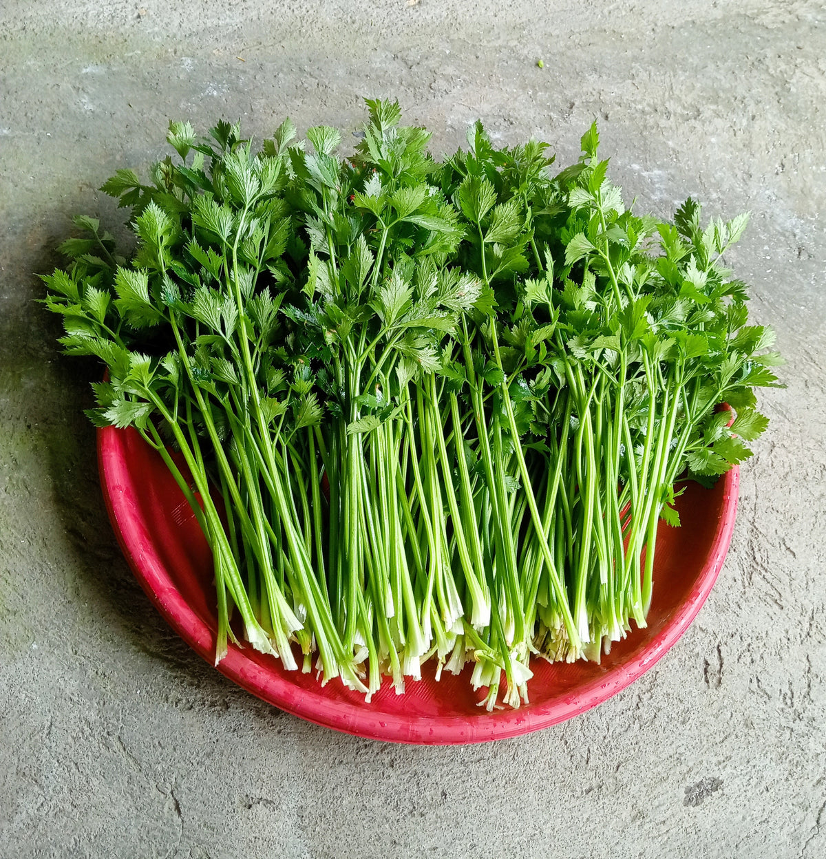 Cutting Leaf Celery Seeds – Apium Graveolens European Chinese Herb