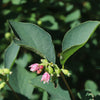 Dwarf Creeping Snowberry Seeds – Shrub White Pink Flower Symphoricarpos Mollis – photo 5