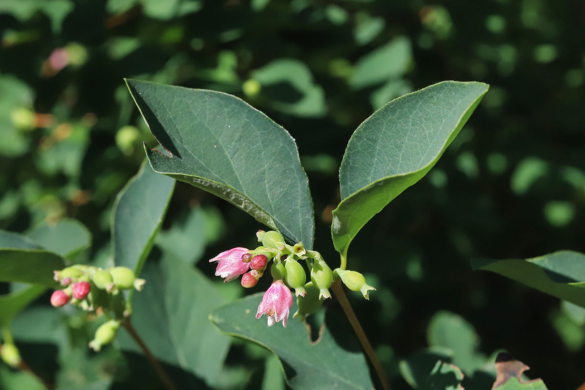 Dwarf Creeping Snowberry Seeds – Shrub White Pink Flower Symphoricarpos Mollis – photo 5