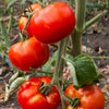 Ace 55 Tomato Lycopersicon Lycopersicum Fruit Vegetable Seeds