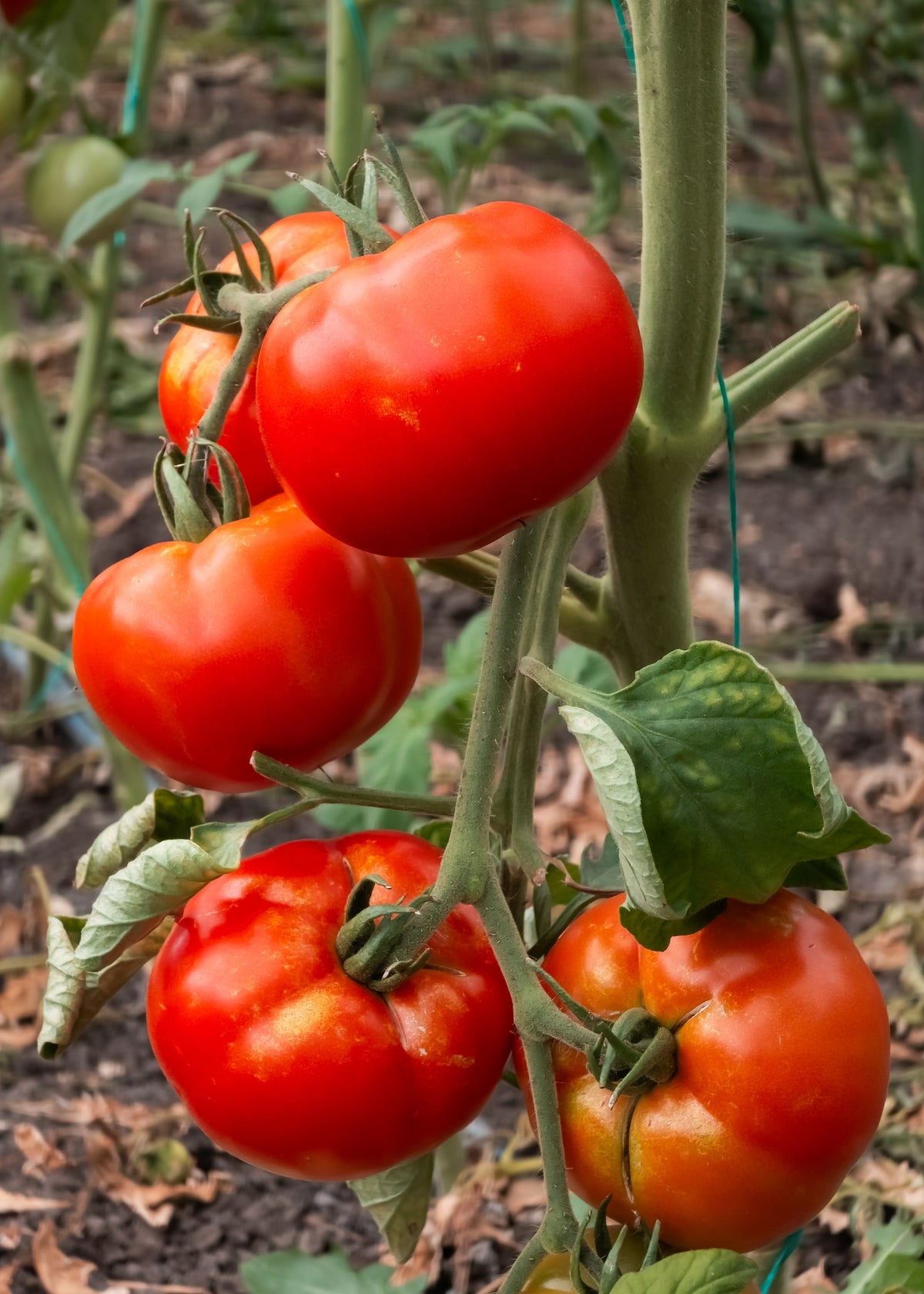 Ace 55 Tomato Lycopersicon Lycopersicum Fruit Vegetable Seeds