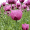 1000 SINGLE LILAC POPPY Papaver Somniferum Purple Heirloom Flower Seeds