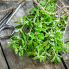 2000 SWEET MARJORAM Origanum Majorana Herb Flower Seeds