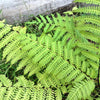 1000 + SENSITIVE FERN Onoclea Sensibilis aka Bead or Sympathy Fern Spores Seeds