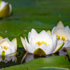 White Water Lily Seeds – / Lily Pad / Sacred Asian Water Lotus Nymphaea Ampla Flower – photo 8