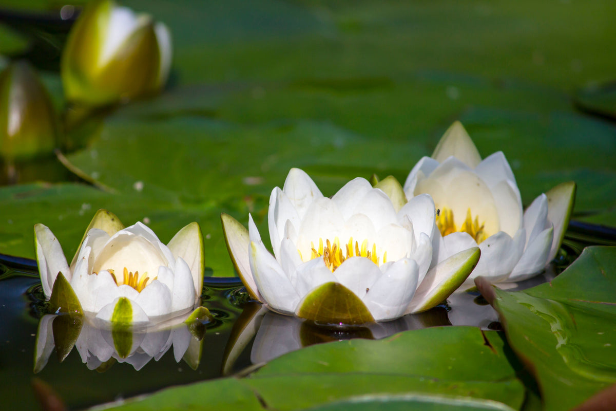 White Water Lily Seeds – / Lily Pad / Sacred Asian Water Lotus Nymphaea Ampla Flower – photo 8