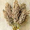 Top 76-6 Sorghum Seeds (Sorghum bicolor)
