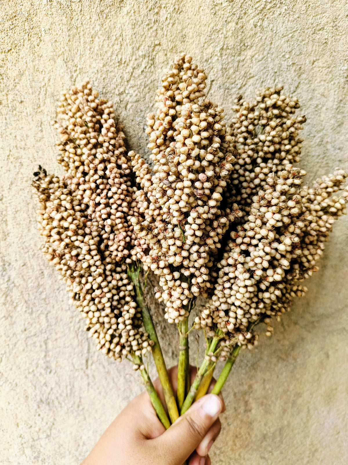 Top 76-6 Sorghum Seeds (Sorghum bicolor)
