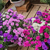 Powder Puff Aster Seeds – Mix Callistephus Chinensis Flower – photo 12