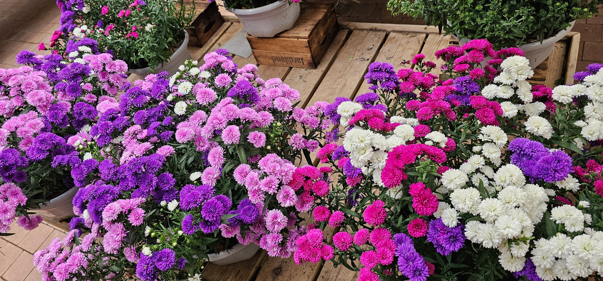 Powder Puff Aster Seeds – Mix Callistephus Chinensis Flower – photo 12