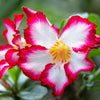 Mixed Desert Rose / Adenium Obesum African Houseplant Flower Seeds – photo 5