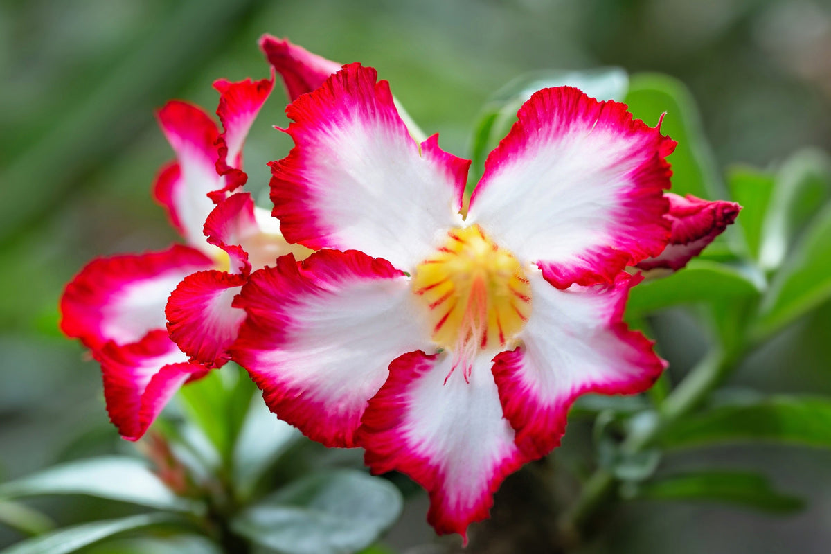 Mixed Desert Rose / Adenium Obesum African Houseplant Flower Seeds – photo 5