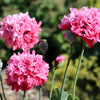 Bombast Rose Peony Poppy Seeds – Papaver Peoniflorum Flower