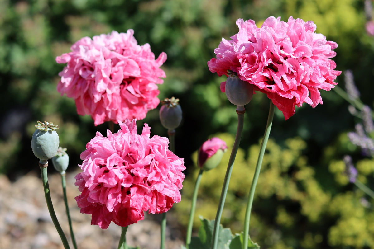 Organic Peony Poppy Mix Seeds – Papaver Paeoniflorum Mixed Colors Red, White, Pink, Black, Purple, Salmon – photo 7