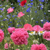 Bombast Rose Peony Poppy Seeds – Papaver Peoniflorum Flower – photo 7