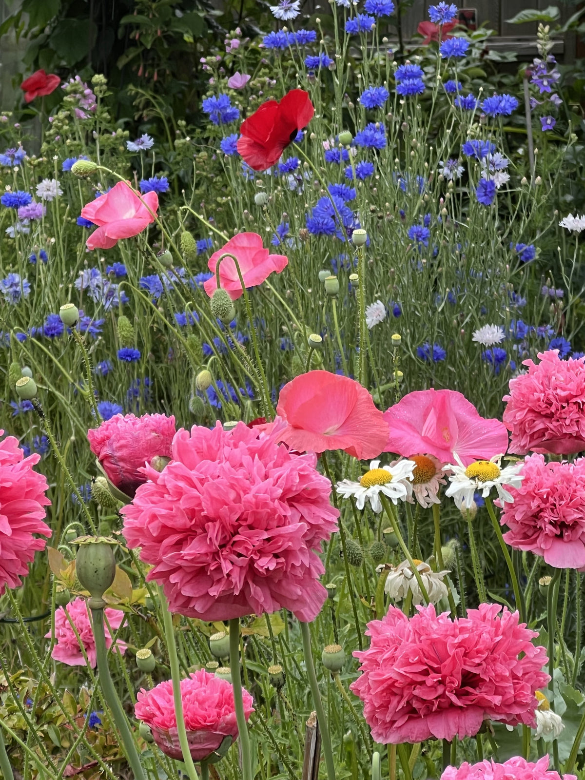 Bombast Rose Peony Poppy Seeds – Papaver Peoniflorum Flower – photo 7