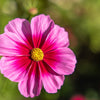 Pink Cosmos Radiance Seeds – Bipinnatus Flower – photo 3