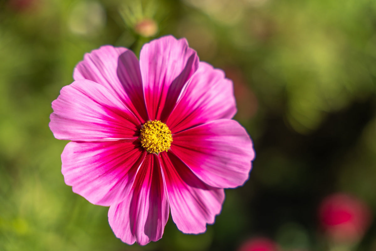 Pink Cosmos Radiance Seeds – Bipinnatus Flower – photo 3