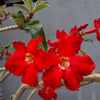 Mixed Desert Rose / Adenium Obesum African Houseplant Flower Seeds – photo 9