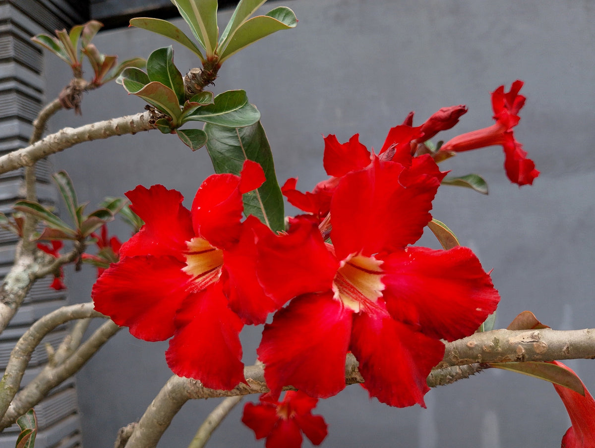 Mixed Desert Rose / Adenium Obesum African Houseplant Flower Seeds – photo 9