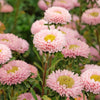 Powder Puff Aster Seeds – Mix Callistephus Chinensis Flower – photo 5