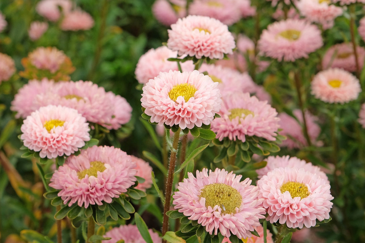 Powder Puff Aster Seeds – Mix Callistephus Chinensis Flower – photo 5