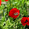 100 RED TURKISH POPPY Heirloom Papaver Somniferum Flower Seeds