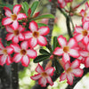 Mixed Desert Rose / Adenium Obesum African Houseplant Flower Seeds – photo 8