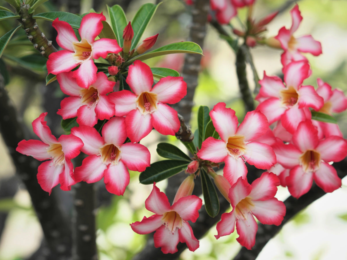 Mixed Desert Rose / Adenium Obesum African Houseplant Flower Seeds – photo 8