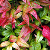 50 HEAVENLY BAMBOO Sacred Nandina Domestica Pink Red Sun Shade Shrub Seeds