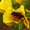 1000 YELLOW EVENING PRIMROSE Oenothera lamarckiana Flower Seeds