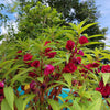 100 Mixed Colors DOUBLE CAMELLIA IMPATIENS (Balsam / Lady Slipper / Touch Me Not) Impatiens Balsamina Flower Seeds