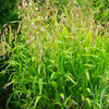 River Oats Seeds – (Northern Sea Oats / Inland Oats) Ornamental Uniola Latifolia Grass – photo 3